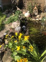 Sumpfdotterblume am Teich dahinter die zweite Magerfläche
