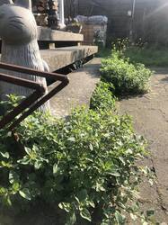 Dost am Terrassen Aufgang