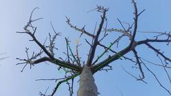 Baum Südseite von unten.jpg