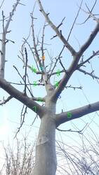 Baum Südseitig 2.jpg