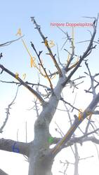 Baum rückseitig.jpg