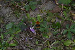 DSC_0062.JPG