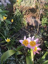 Kleine Wildtulpen der in Pastellfarben