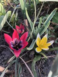 IMG_6188.jpeg (329.46 KiB) 5410 mal betrachtet Tolle Farben gibt es zu sehen