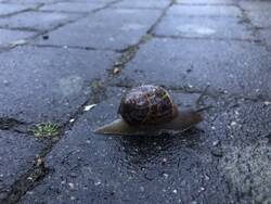 Die erste mutige Weinberg Schnecke begrüßen und sich nach der letzten Invasion sogar über deren Anwesenheit zu freuen.
