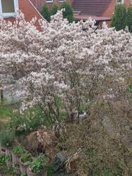 IMG_20250413_094529.jpg