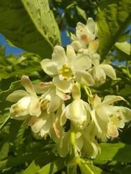 IMG_20250429_081054.jpg