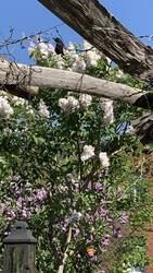 IMG_8976.jpeg
