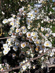 Die Bibernellrose ist jedes Jahr die Erste unter den Rosen und einfach sensationell. So schön, dass ich ihr die Ausläufer verzeihe und stehen lasse.