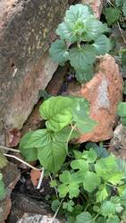 IMG_9172.jpeg