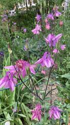 IMG_9220.jpeg