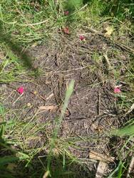 IMG_20250530_155419.jpg