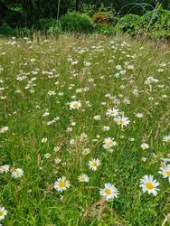 Margeriten stehen in voller Blüte