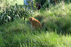Kater in der zukünftigen Blühwiese