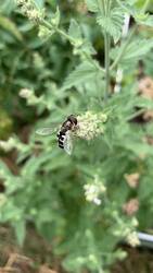 IMG_9683.jpeg