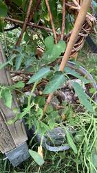 IMG_9739.jpeg
