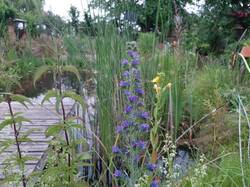 Blumen am Badeteich