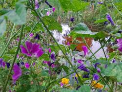 Blumen am Badeteich
