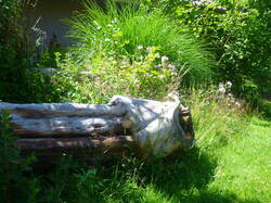 silvestris07.jpg