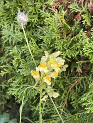 IMG_2058.jpeg