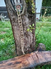 Das kleine Elfentor soll das Glück einlassen, die Bänke sind aus den Stammabschnitten der Obstbäume zugeschnitten.