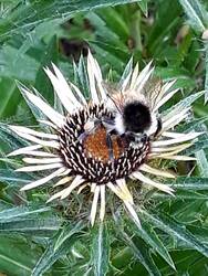 Diese hübsche Hummel begegnete mir im Sommer immer wieder. Ich konnte sie nicht bestimmen. Vielleicht die Veränderliche Hummel? Auf jeden Fall ein Hingucker!