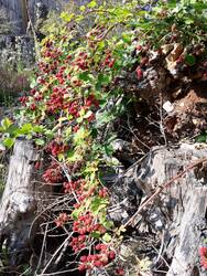 Die Zuchtbrombeeren auf der Stumpery lieferten ordentlich viele (saure) Früchte und ich kochte und kochte und kochte Marmelade. Auch zu Vanilleeis gab es hin und wieder heiße Brombeeren.
