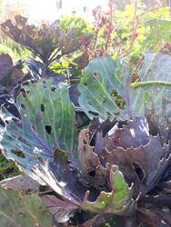 Rotkohl und Rosenkohl in Bioqualität. Das wird schon gut werden!