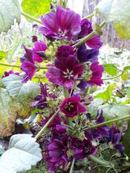 Diese Malve verbreitet sich in der Ertragszone. Vielleicht eine Zuchtform der Wilden Malve oder die Mauretanische? Ich trocknete viele Blüten für die Hausapotheke. Das Bild ist tagesaktuell (November, wir hatten schon Frost).