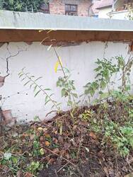 Hier habe ich den einen Steckling der Purpurweide zwischengeparkt. Vielleicht bleibt sie dort auch.