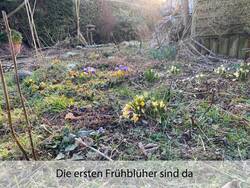 garten-fruehjahrsblueher-richtung ahorn-web.jpg