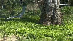 Sitzplatz Nussbaum.jpg