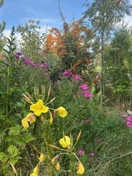 Feuerdorn, Nachtkerze.jpg