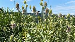 Karde vor Liguster.jpg