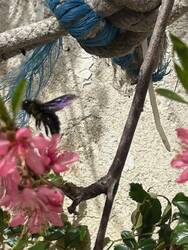 Schwarze Holzbiene.jpg