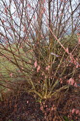 Ästesilo hinter Haselnuss.JPG