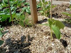 Bohnen Gurken Dill Spinat.jpg