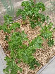 Kohlgehege mit Grünkohl.jpg