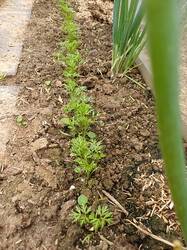 Möhren und Zwiebeln.jpg