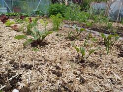 Rote Bete Fenchel Zwiebeln Salat uvm.jpg