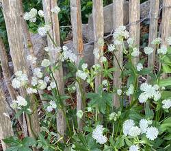 Astrantia, ich liebe sie