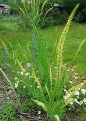 auch hortus kann elegant sein