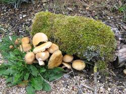 5_ Vorgarten Plize[1].jpg