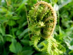 Farn im 1. Waldgartenbereich