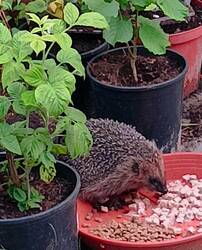 Wir haben eine ganze Igelschar