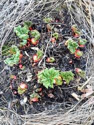 Der Rhabarber legt mächtig los. Man kann ihm fast beim Wachsen zugucken. Vielleicht hätte ich den mal teilen sollen - ich traue mich nicht so recht. Jedenfalls läuft mir schon das Wasser im Mund zusammen bei seinem Anblick. Ich liebe Pizza mit Rhabarber, Saurer Sahne, Chili und Räucherlachs!