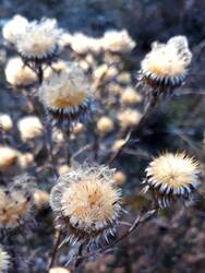 Die standhaftesten "Wintersteher" sind die Golddisteln. Sie machen einfach immer eine gute Figur. Jetzt lösen sich gerade "Schirmchen" heraus und sie wirken etwas wuschelig.