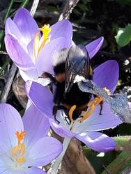 Eine riesige Hummelkönigin krabbelte von Blüte zu Blüte. Ein Wunder, dass diese nicht unter ihr zusammenbrachen. Ich hoffe so sehr, dass sie einen sicheren Platz gefunden hat zum Nestbau.