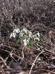 Letztes Jahr habe ich noch einmal in Blumenzwiebeln investiert. Ich pfriemelte sie zwischen die Stauden, welche ich natürlich stehen lasse bis es dauerhaft über 10 Grad hat. So sieht es dann aus im Frühjahr: Die Frühblüher stört das Kuddelmuddel überhaupt nicht. Ich freue mich beim Anblick gleich doppelt - über die Blüten und über die Gewissheit, dass hier unzählige Insekten sicher überwintern.