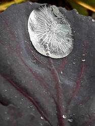 Mein Lieblingsbild vom Winter: Ein Blatt des Rotkohls mit "Eisblüte". Solche Naturkunstprodukte trösten gut hinweg über die matschgraubraune Zeit.